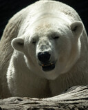 Wielki niedźwiedź polarny zmierza w twoją stronę