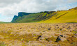 Green moss field of Cetraria Iceland moss - Iceland