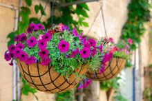 Beautiful Petunia Flowers In The Hanging Pots On The Tel Aviv Street