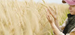 Farmer inspecting wheat in agricultural field.