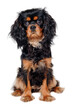 Leinwandbild Motiv Sad Cavalier King Charles Spaniel dog