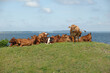 Leinwandbild Motiv Cows resting on green grass