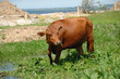 Leinwandbild Motiv Cow standing on green grass