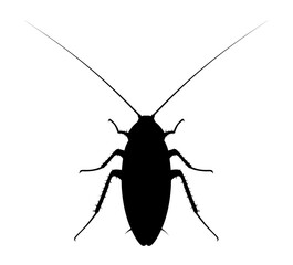 Cockroach. Isolated silhouette of a cockroach on a white background.