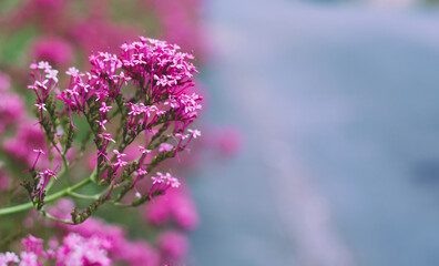 Sticker - Pink valerian - Latin name - Centranthus ruber