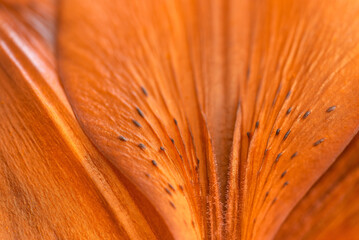 Wall Mural - petal of an orange lily close-up. beautiful abstract macro background. selective focus.