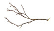 © Ortis - Dry twig isolated on white