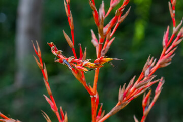 Wall Mural - red and yellow bromelia flower