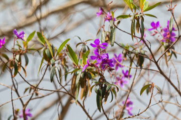 Wall Mural - flowers in spring