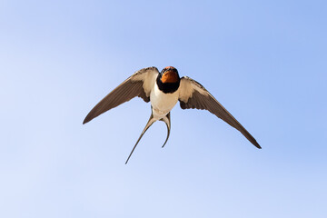 Poster - Barn swallow