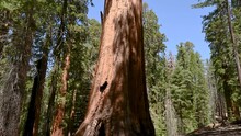 Panning Up A Sequoia Tree In Yosemite National Park