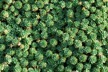 Drought Tolerant Landscaping From Succulents In Ornamental Design