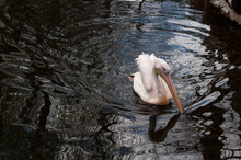 White Pelican Swimming In The Lake
