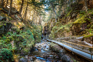 Wall Mural - Trail along the Flume Brook Canyon in the Flume Gorge, New Hampshire