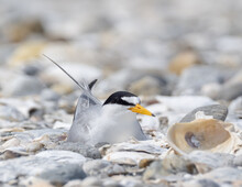 Adult Least Tern On Shingle Beach