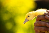 Fototapeta  - Głowa kaczki piżmówki