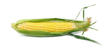 Yellow Ripe Corn On A White Background, Head With Leaves.