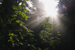 © ADDICTIVE STOCK - Bright sun rays penetrating tree branches on forest
