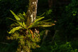 © pariketan - Bird's nest fern that lives attached to a fern trunk