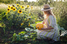 Woman Farmer With Straw Hat Harvesting Yellow Pumpkin From Vegetable Garden. Organic Gardening At Summer
