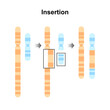 Scientific Designing of Insertion Chromosomal Mutation. Colorful Symbols. Vector Illustration.