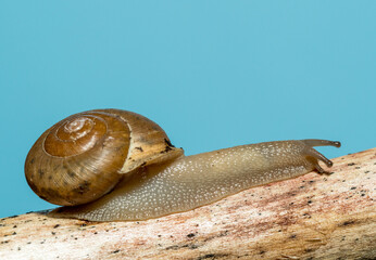 Studio shot of a pet garden snail and shell climbing up a wooden branch and set against blue background