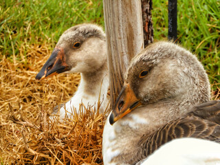 Wall Mural - Two ducklings 