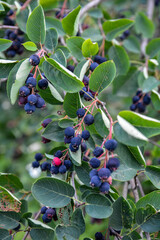 Canvas Print - Close up of red and pink berries of the plant shadbush or juneberry or Amelanchier