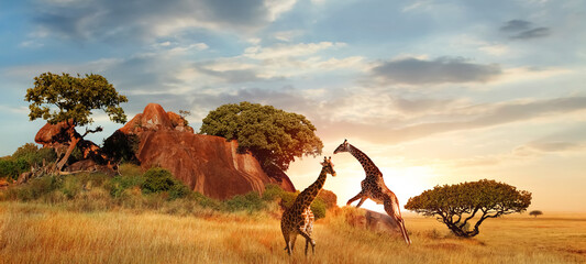 Fototapete - Giraffes in the African savanna at sunset. Serengeti National Park. Tanzania. Africa. Banner format.