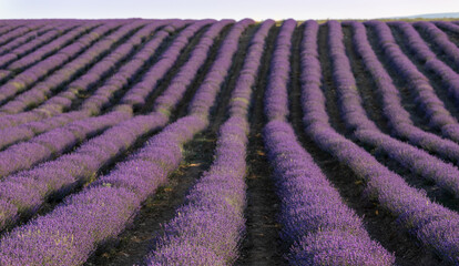 Poster - Lavender field at sunset. Rows of blooming lavende to the horizon. Provence region of France.