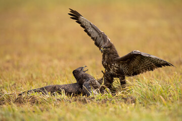 Wall Mural - Pair of common buzzard, buteo buteo, in battle in grassland in autumn. Two feathered animals fighting on field in fall. Birds of prey in motion on meadow.