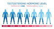 Testosterone hormone levels. Medical graphic chart with male body silhouette and age data.  Biological, medical, educational and scientific concept. Vector illustration