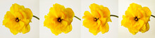 Yellow Flower Close-up On A Light Background. Collage