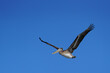 Brown Pelican in Flight against a Clear Blue Sky