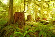 Temperate Rainforest, Olympic National Park, Washington, USA