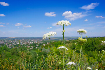 Wall Mural - View of the village Trusheni in Moldova from a height through the grass and wildflowers.