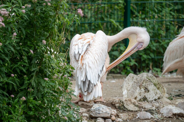 Wall Mural - Pelican