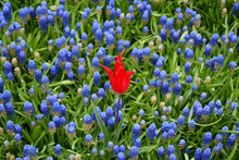 Grape Hyacinth And Single Red Tulip In A Dutch Garden