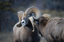 Two Big Horn Rocky Mountain Ram Sheep Head Butting 
