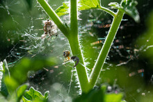 Tangled Web Of A Spider On A Tomato Plant In The Summer