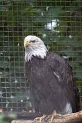 Wall Mural - Weißkopfseeadler im Zoo