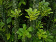 © Patil Rohan - Indian green cactus plant Euphorbia ingens