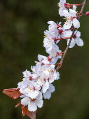 Wall Mural - close up of some beautiful pink cherry flowers blooming on the branch