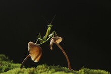 Praying Mantis On The Grass