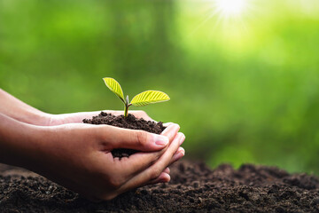 Wall Mural - hand holding young plant with sunlight. concept eco earth day