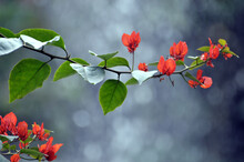 Beautiful Bougainvillea Flowers