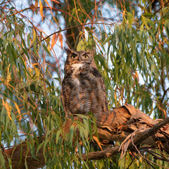 owl on a branch