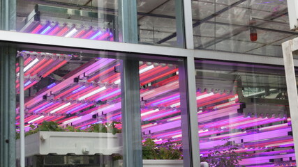 Nursery with LED grow light. The magenta and blue light bulb panels from the specific agricultural light bulbs hang in the seedling nursery to keep the plants growing and vigorous. Close-up focus