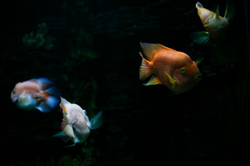 Wall Mural - fish in aquarium