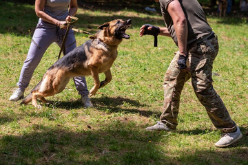 Wall Mural - German Shepherd attacking dog handler during aggression training.